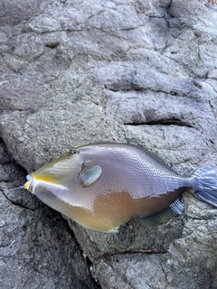 メガネハギの釣果