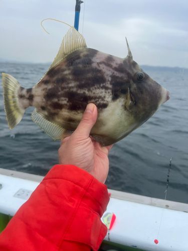 カワハギの釣果