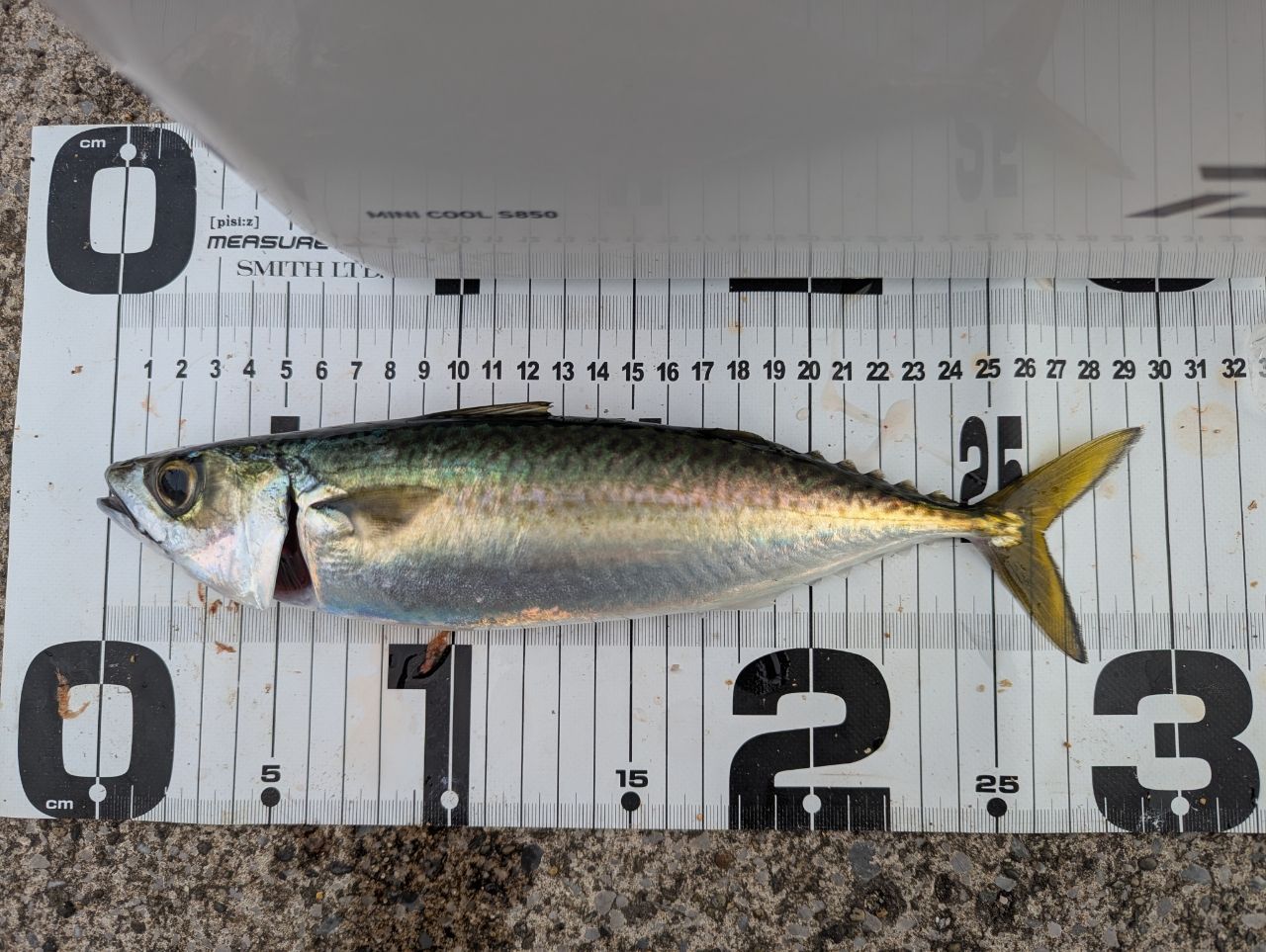 釣り人アングラー 中学生アングラーRYUさんの2025年11月24日(月)の釣行(神奈川県 - 東京