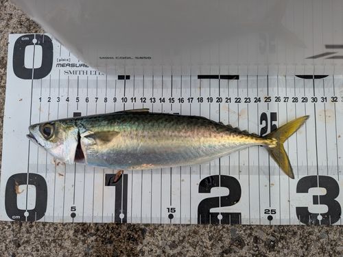 本牧海づり施設