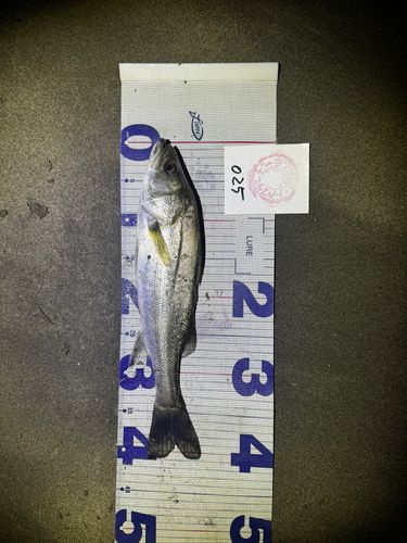 シーバスの釣果