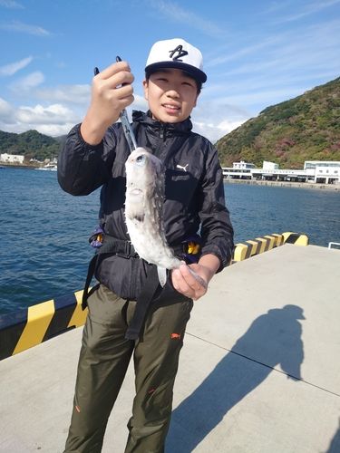 イシガキフグの釣果