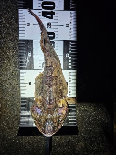 アイナメの釣果