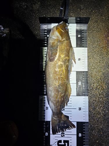 アイナメの釣果