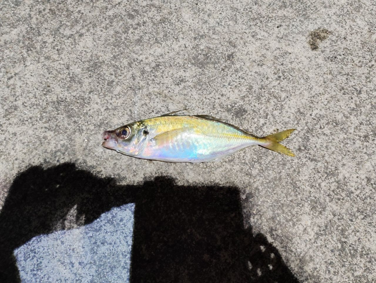 SHIMANO 22ソアレ SS アジング S60SUL-Sの最安値・インプレ・釣果