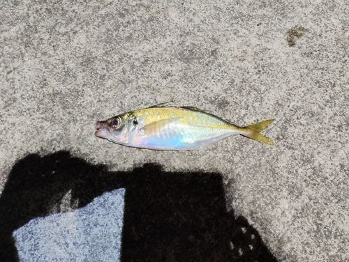 マアジの釣果