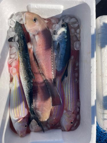 シロアマダイの釣果