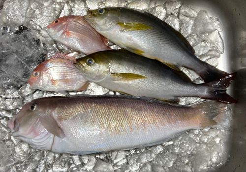 シロアマダイの釣果