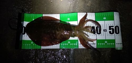 アオリイカの釣果