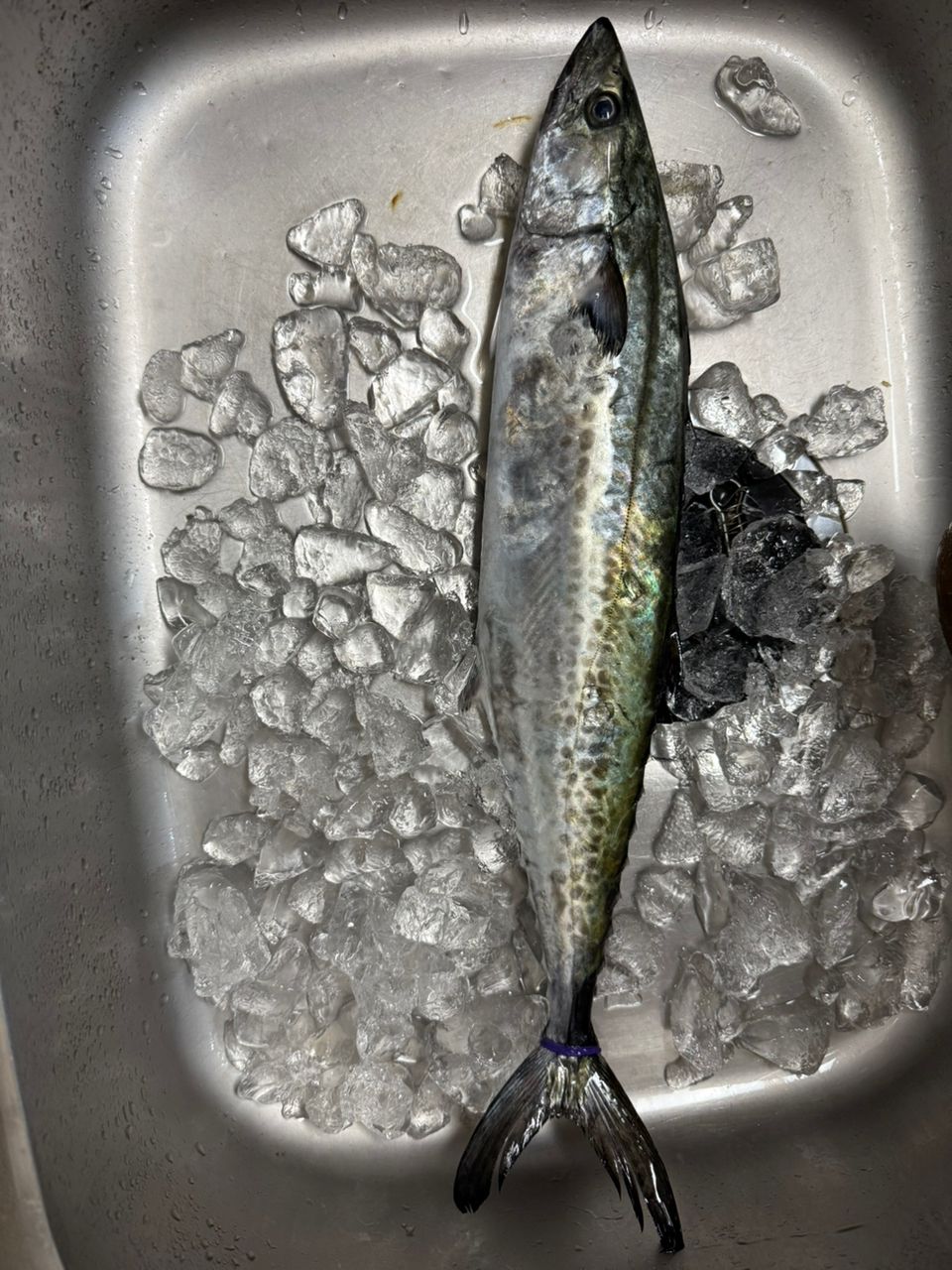 塾釣さんの釣果 1枚目の画像