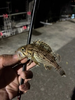 クロソイの釣果