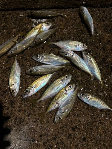 アジの釣果
