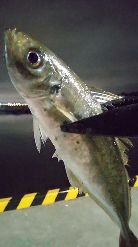マアジの釣果