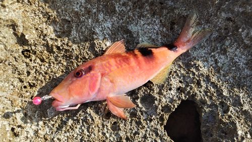 オジサンの釣果