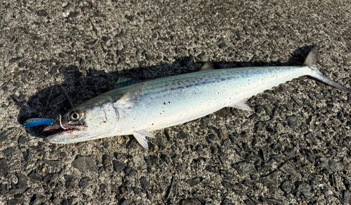 サゴシの釣果