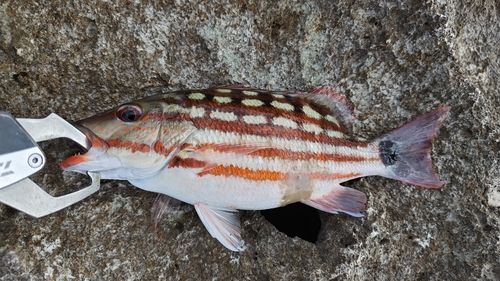 アミメフエダイの釣果