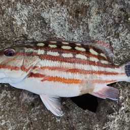 アミメフエダイ