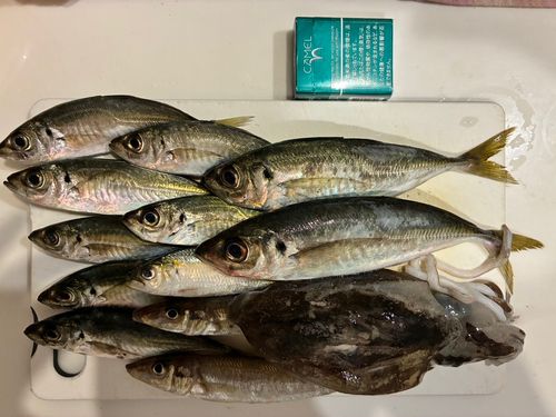 アジの釣果