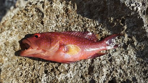 オジロバラハタの釣果