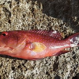 オジロバラハタ