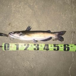 アメリカナマズ