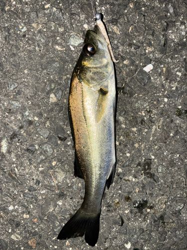 セイゴ（タイリクスズキ）の釣果