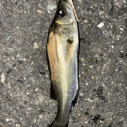 セイゴ（タイリクスズキ）