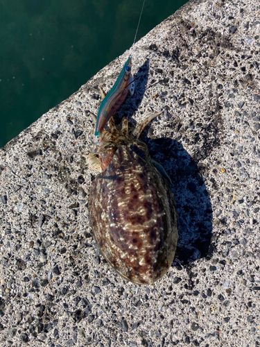 コウイカの釣果