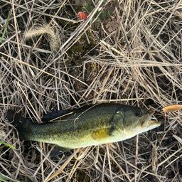 ラージマウスバス