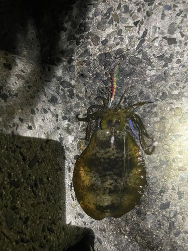 アオリイカの釣果