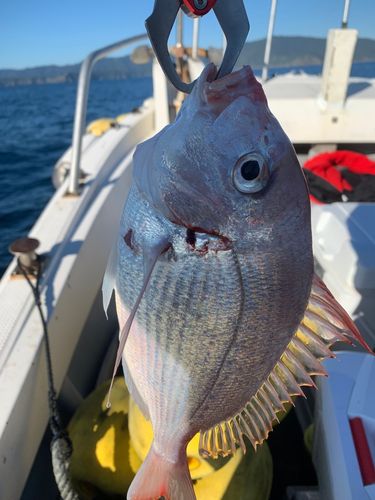 マダイの釣果