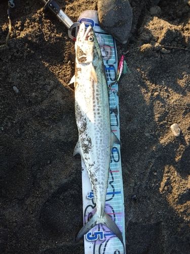 サゴシの釣果