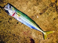 サバの釣果