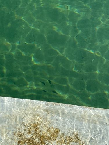 クサフグの釣果