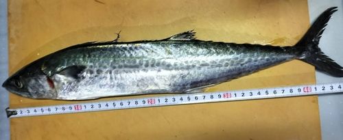 中央埠頭（博多湾）