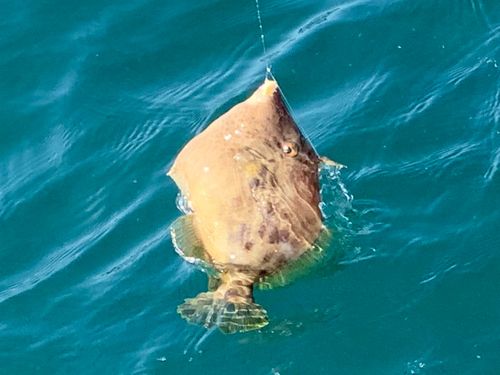 カワハギの釣果