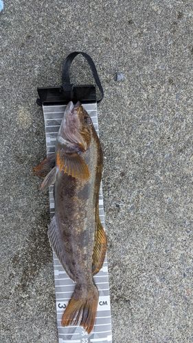 アイナメの釣果