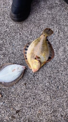 マツカワの釣果