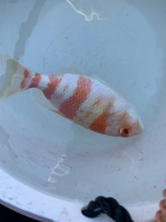 タマガシラの釣果