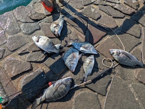 クロダイの釣果