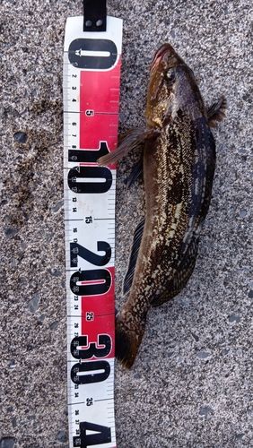 アブラコの釣果