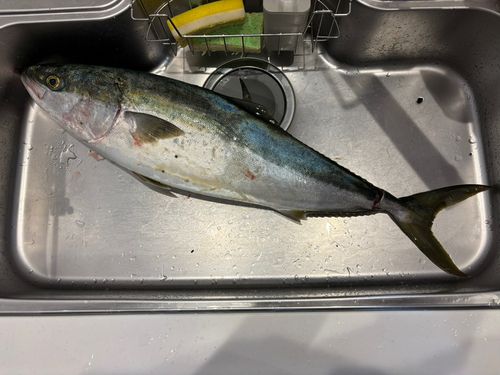 ブリの釣果