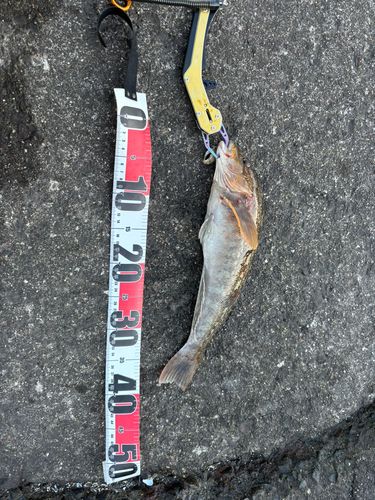 アイナメの釣果