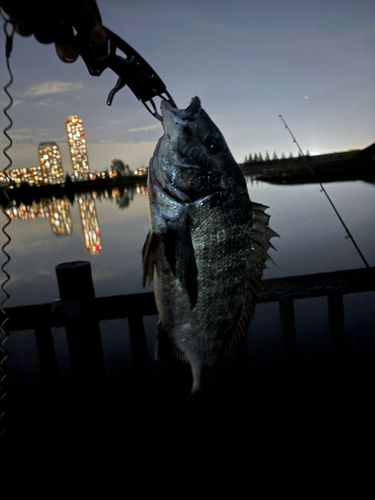 チヌの釣果