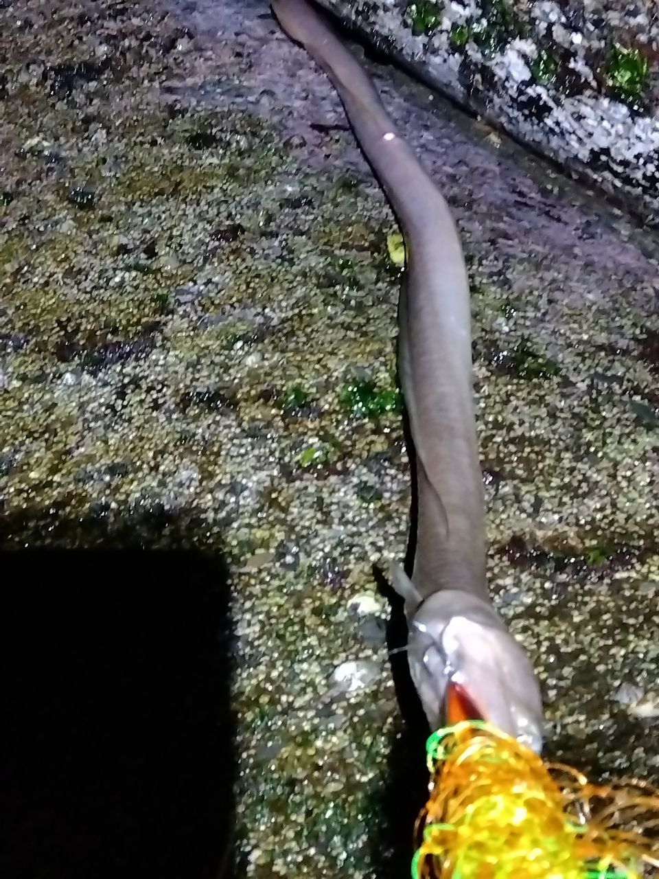 ダイナンウミヘビ