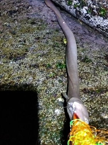 ダイナンウミヘビの釣果