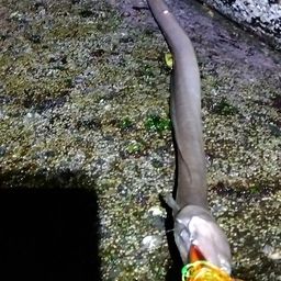 ダイナンウミヘビ