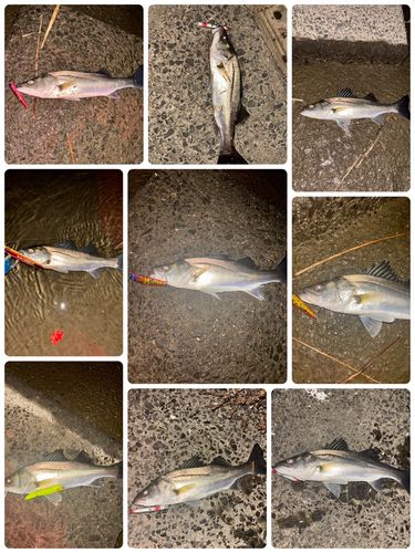 シーバスの釣果