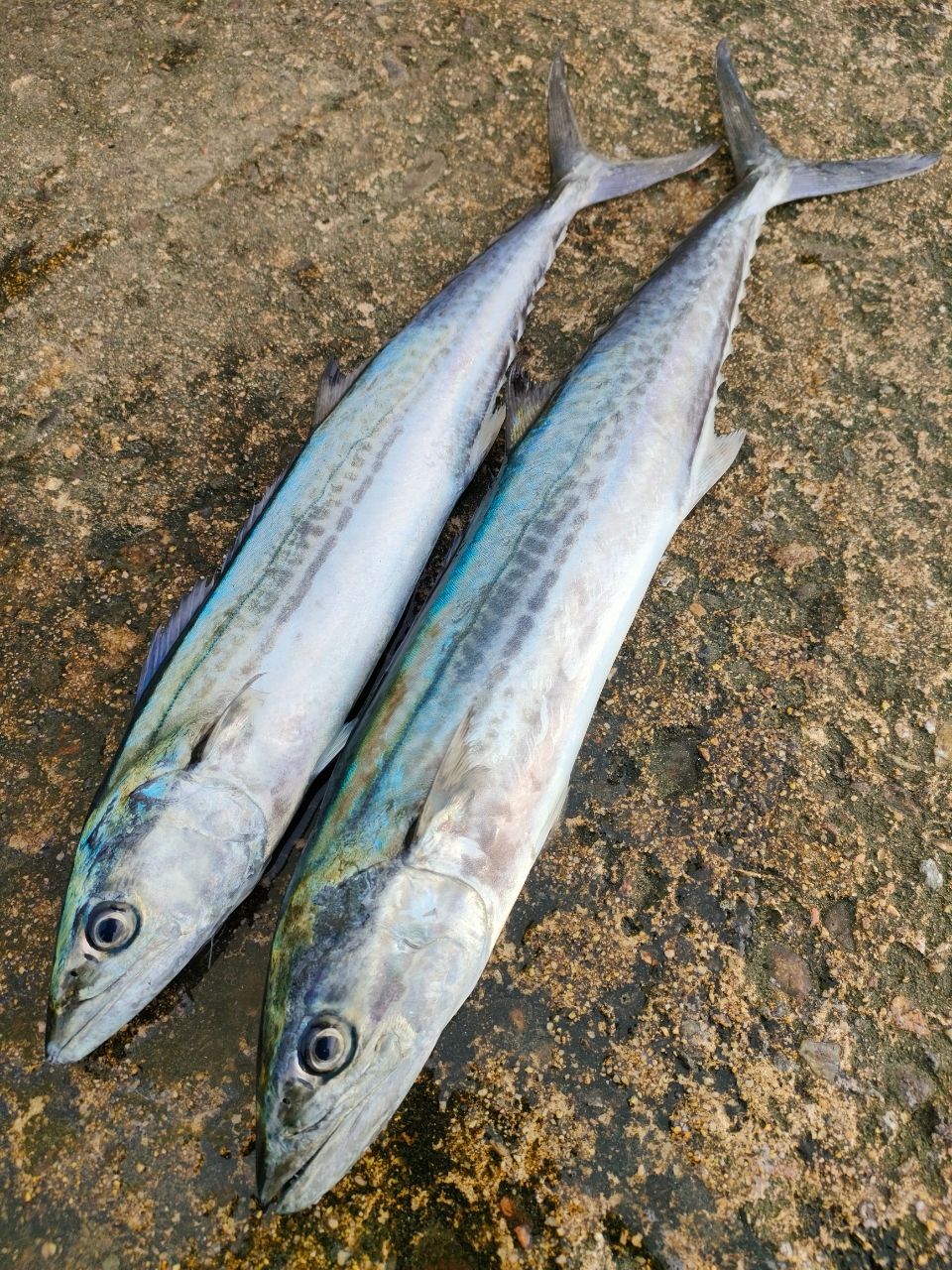 SHIMANO 21コルトスナイパーBB S96MLの最安値・インプレ・釣果 | 本音