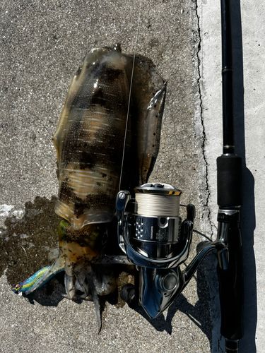 アオリイカの釣果
